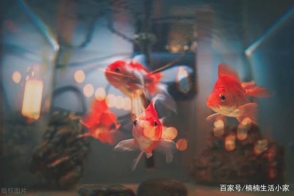 重慶市銅梁區(qū)鯉享養(yǎng)鯉場（重慶銅梁錦鯉養(yǎng)殖場） 重慶市銅梁區(qū)鯉享養(yǎng)鯉場（重慶銅梁錦鯉養(yǎng)殖場） 全國水族館企業(yè)名錄