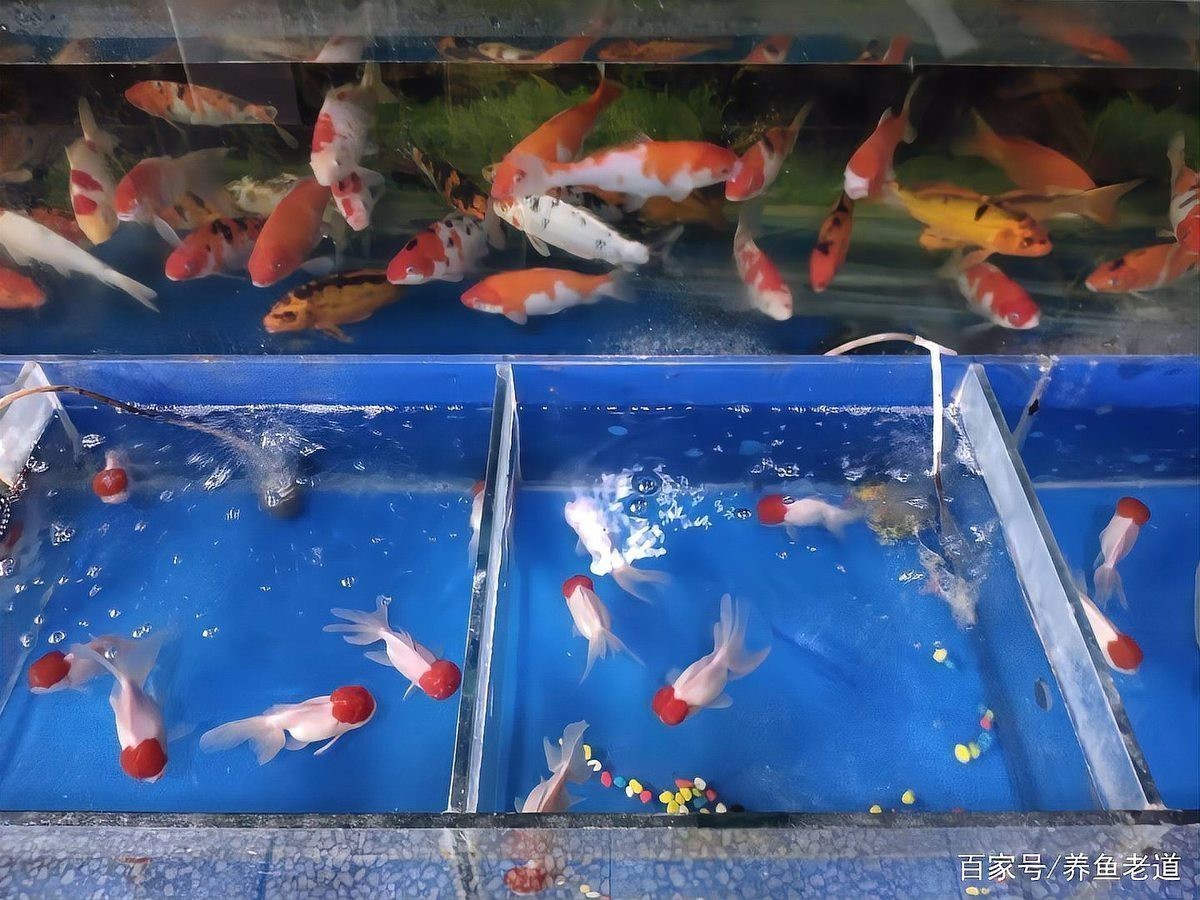 龍魚交叉感染的癥狀有哪些