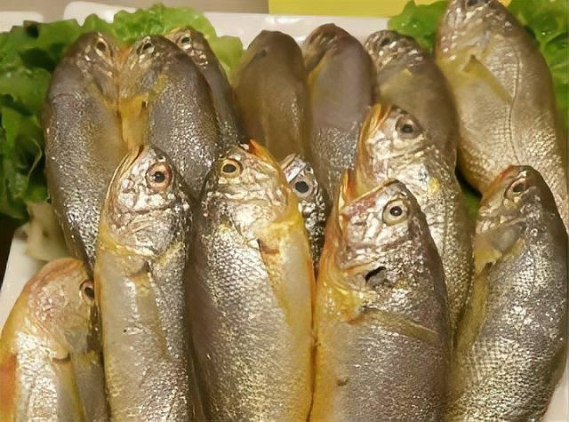 青島本地魚品種圖片