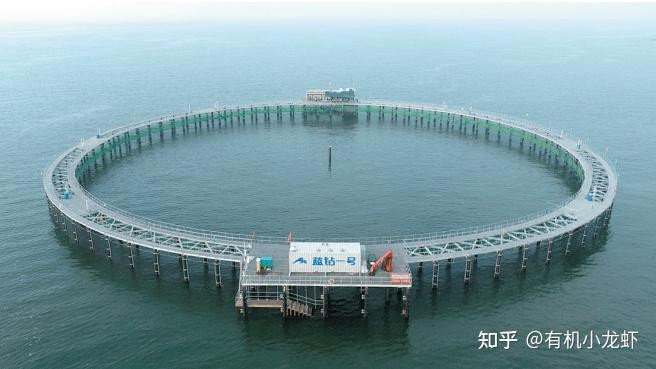 青島本地魚品種圖片