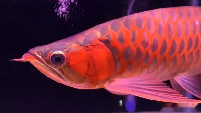 風水魚養幾條最合適