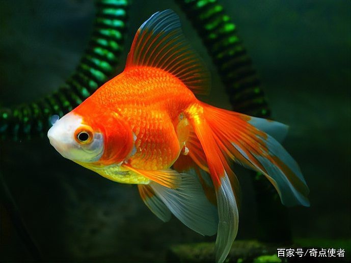 金龍魚記憶能力有多強？