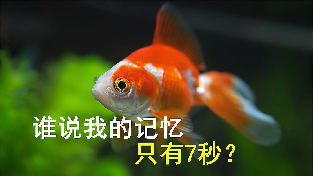 金龍魚記憶能力有多強？