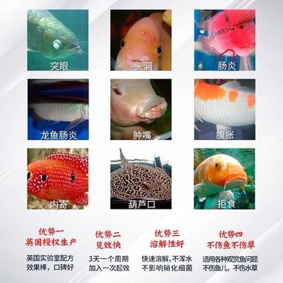 龍魚怎么預(yù)防內(nèi)寄蟲病：為了預(yù)防龍魚的內(nèi)寄蟲病，我們可以采取一系列的預(yù)防措施