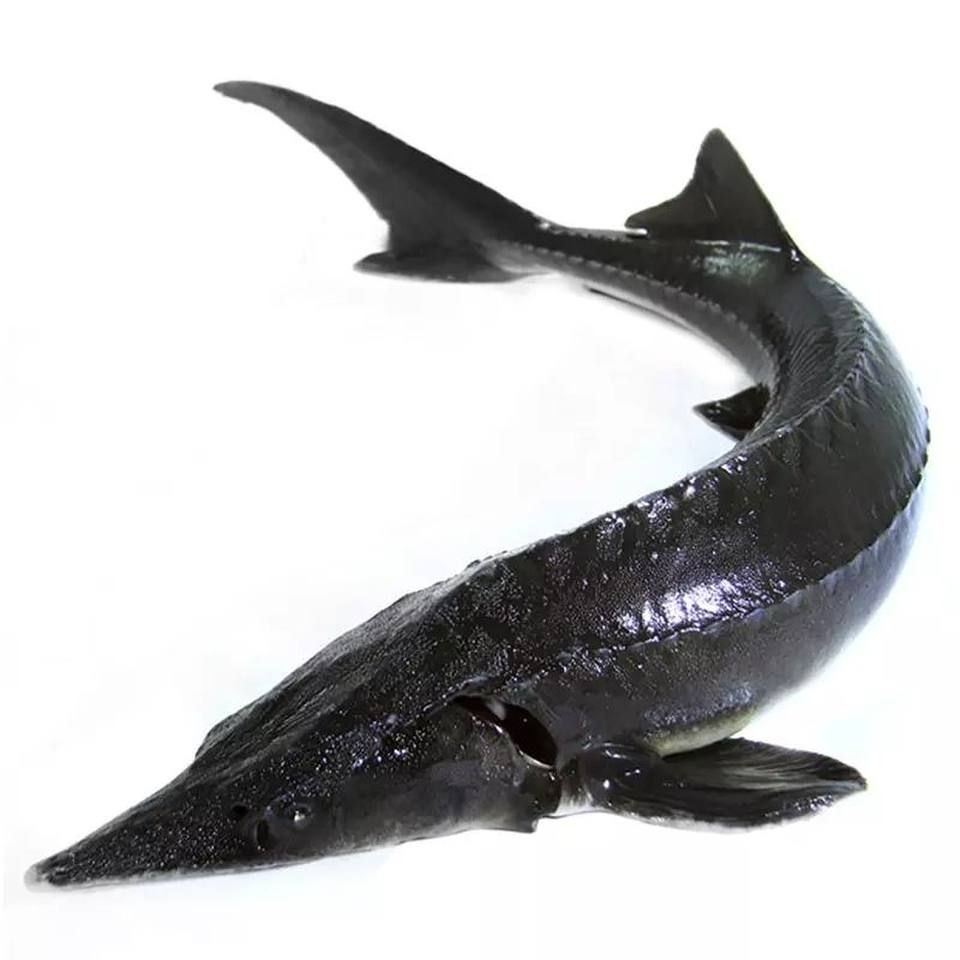 龍魚產品有幾種類型（龍魚產品主要指的是以龍魚為原材料制作的各種商品）