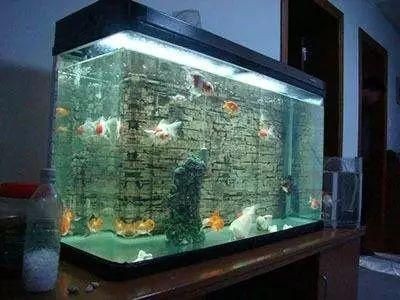廣東冬季熱帶魚養護指南：廣東冬季養熱帶魚需要注意什么？