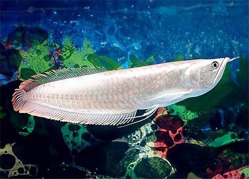 銀龍魚苗10cm多久喂一次