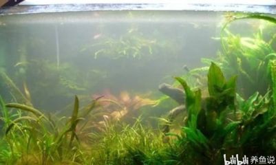 魚缸養河蚌需要換水嗎？：魚缸養河蚌需要多久換一次水？