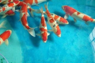 魚缸養河蚌需要換水嗎？：魚缸養河蚌需要多久換一次水？