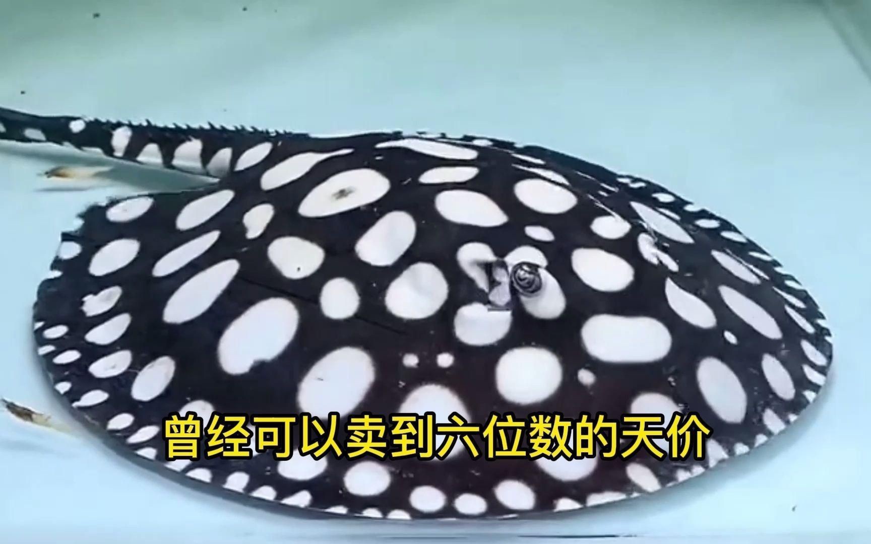 小魚缸換大魚缸的步驟：小魚缸換大魚缸步驟詳情
