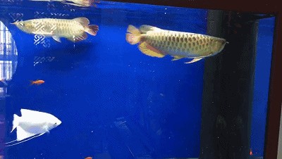 三條金龍魚打架怎么辦：三條金龍魚在某些情況下仍然可能發生打架現象較為常見