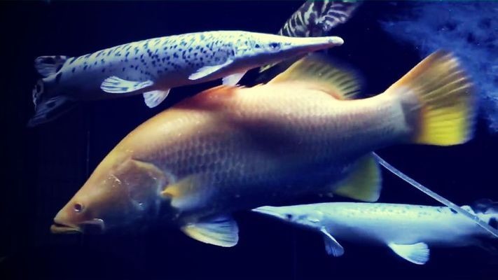 南京市下關(guān)區(qū)繼發(fā)水族店（南京市下關(guān)區(qū)繼發(fā)水族店地址）