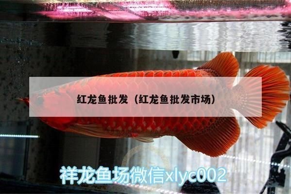 紅龍魚批發(fā)市場(chǎng)地址電話號(hào)碼（廣州紅龍魚批發(fā)市場(chǎng)評(píng)價(jià)如何紅龍魚批發(fā)市場(chǎng)評(píng)價(jià)如何）