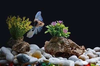 魚缸背景設(shè)計(jì)的藝術(shù)：個(gè)性化魚缸背景diy教程