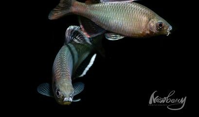魚缸背景設(shè)計(jì)的藝術(shù)：個(gè)性化魚缸背景diy教程