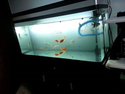 睿美一號魚缸：睿美一號魚缸價格對比