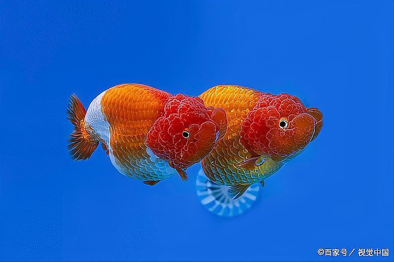 龍晴魚適合新手嗎？