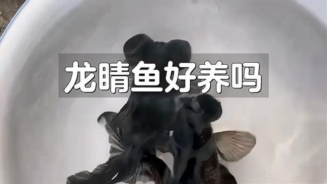 龍晴魚適合新手嗎？