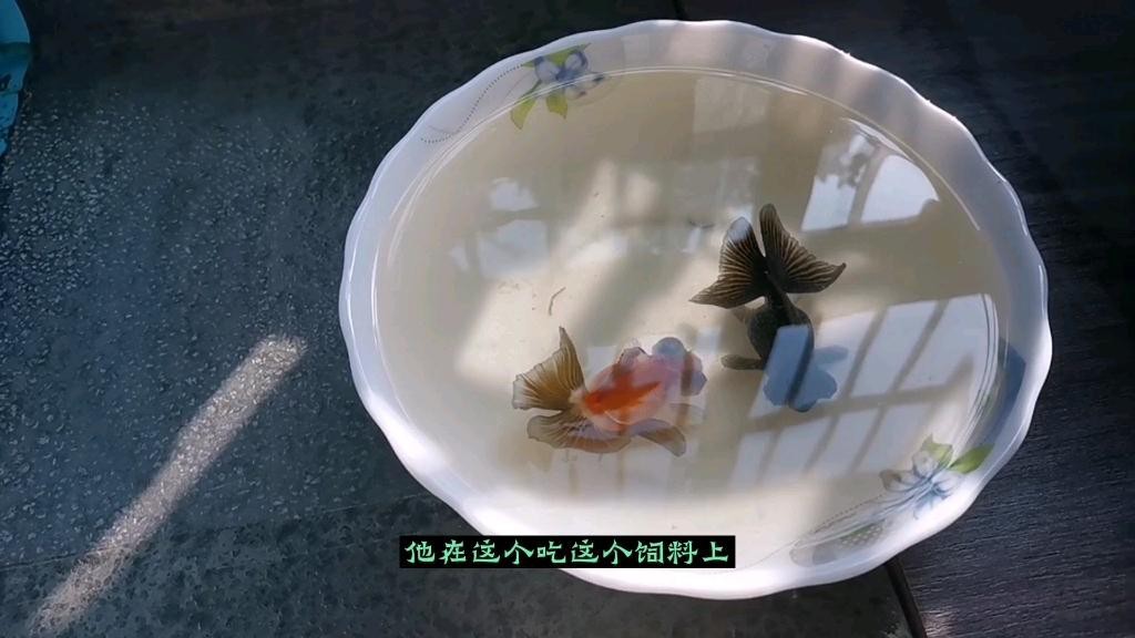 龍晴魚適合新手嗎？