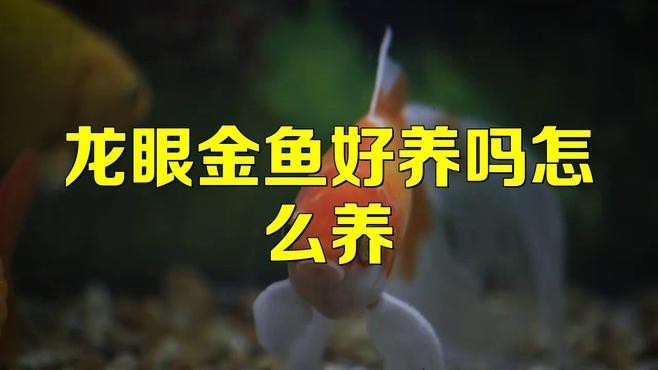 龍晴魚適合新手嗎？
