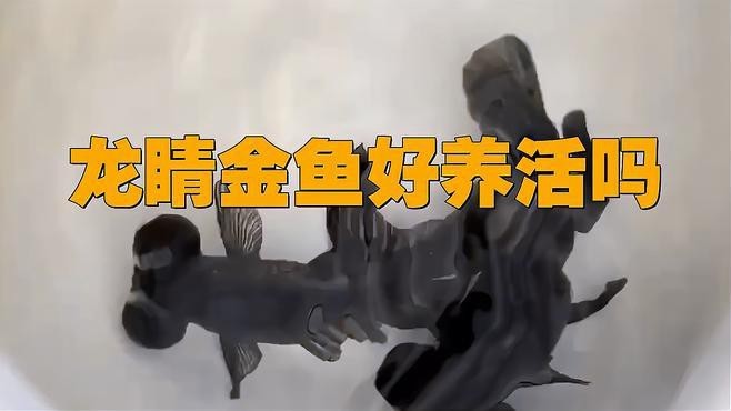 龍晴魚適合新手嗎？