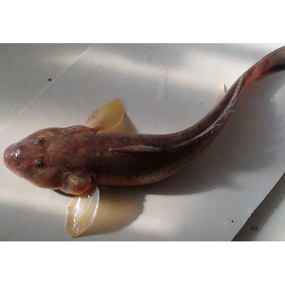 紅狼牙鰕虎魚是不是保護動物