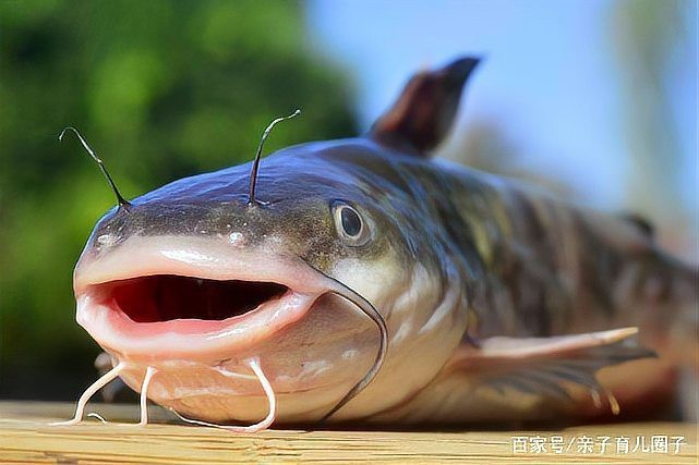 鯰魚相克食物有哪些
