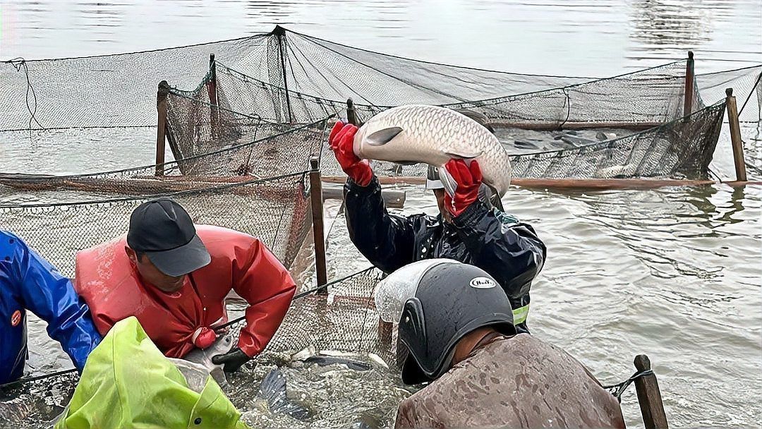 順豐寄活魚需要什么條件