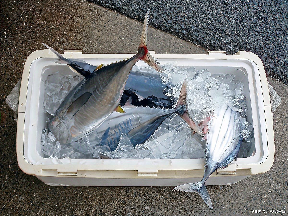 順豐寄活魚需要什么條件