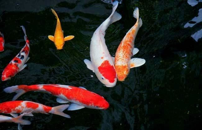 錦鯉龍魚哪個好養嗎：錦鯉和龍魚的飼養特性