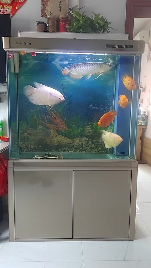 有沒有更多金龍魚魚缸的圖片? 龍魚論壇 第8張 有沒有更多金龍魚魚缸的圖片? 有沒有更多金龍魚魚缸的圖片? 龍魚論壇 第8張