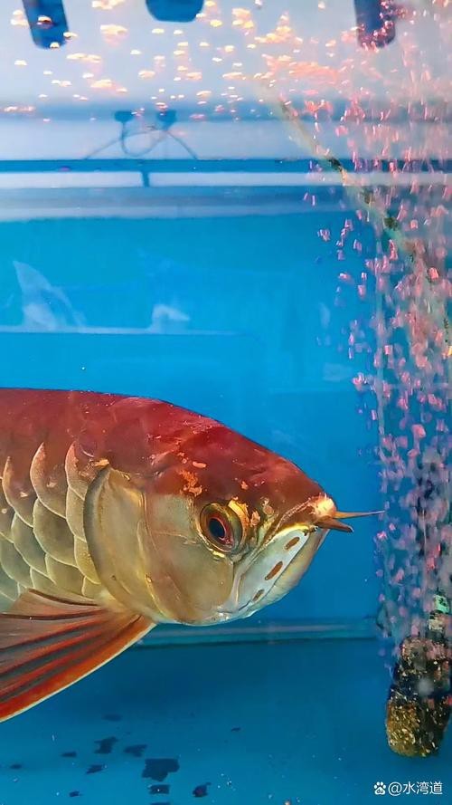 有沒有更多金龍魚魚缸的圖片? 龍魚論壇 第9張 有沒有更多金龍魚魚缸的圖片? 有沒有更多金龍魚魚缸的圖片? 龍魚論壇 第9張