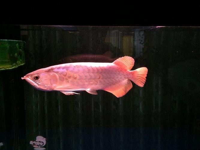 有沒有更多金龍魚魚缸的圖片? 龍魚論壇 第24張 有沒有更多金龍魚魚缸的圖片? 有沒有更多金龍魚魚缸的圖片? 龍魚論壇 第24張