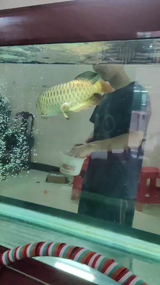 有沒有更多金龍魚魚缸的圖片? 龍魚論壇 第22張 有沒有更多金龍魚魚缸的圖片? 有沒有更多金龍魚魚缸的圖片? 龍魚論壇 第22張