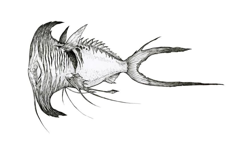 淡水虎紋魚