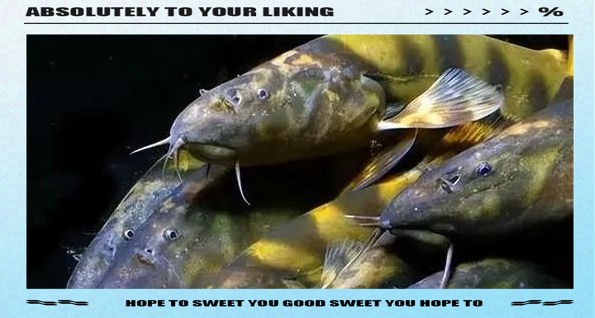 淡水虎紋魚