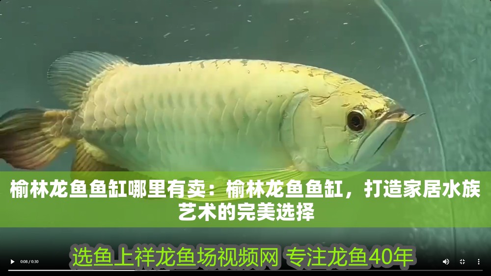 榆林龍魚魚缸哪里有賣：榆林龍魚魚缸，打造家居水族藝術的完美選擇