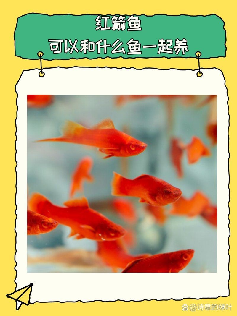 紅箭魚可以和什么魚混養(yǎng)