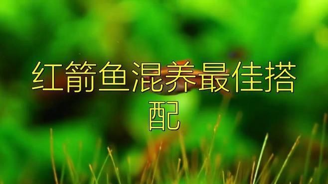 紅箭魚可以和什么魚混養(yǎng)