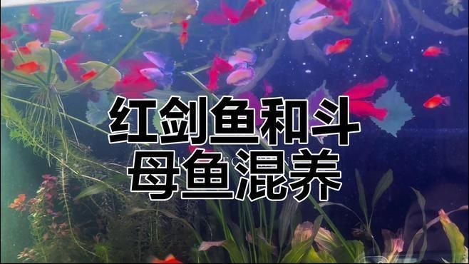紅箭魚可以和什么魚混養(yǎng)
