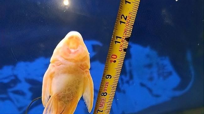 紅箭魚可以和什么魚混養(yǎng)