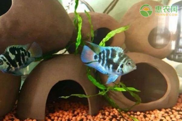 如何自然調節魚缸水質：如何自然調節魚缸水質，魚缸濾材選擇與搭配指南