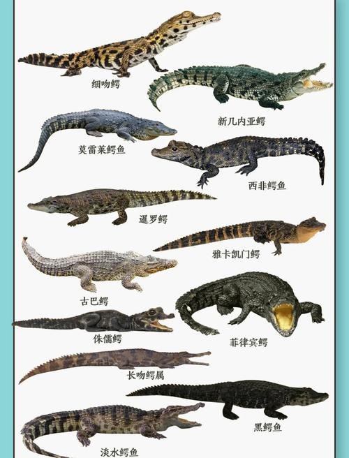 鱷魚圖片