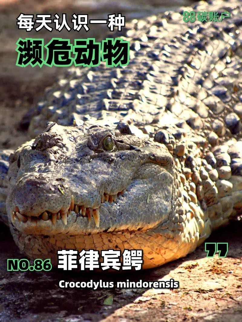 鱷魚圖片