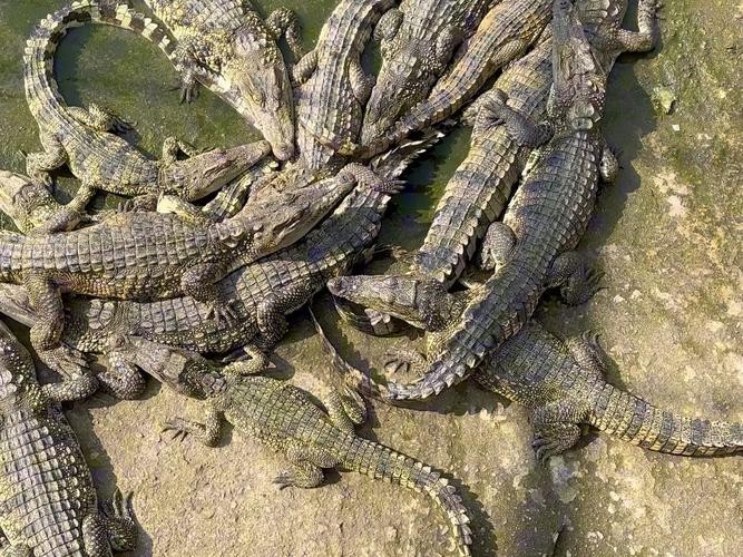 鱷魚圖片