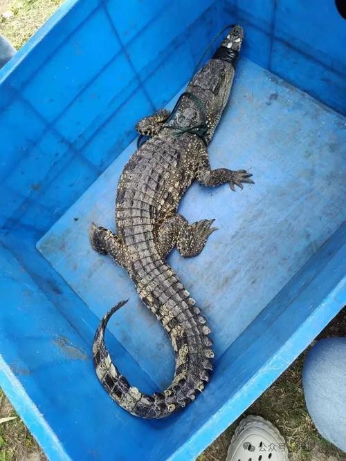 鱷魚圖片