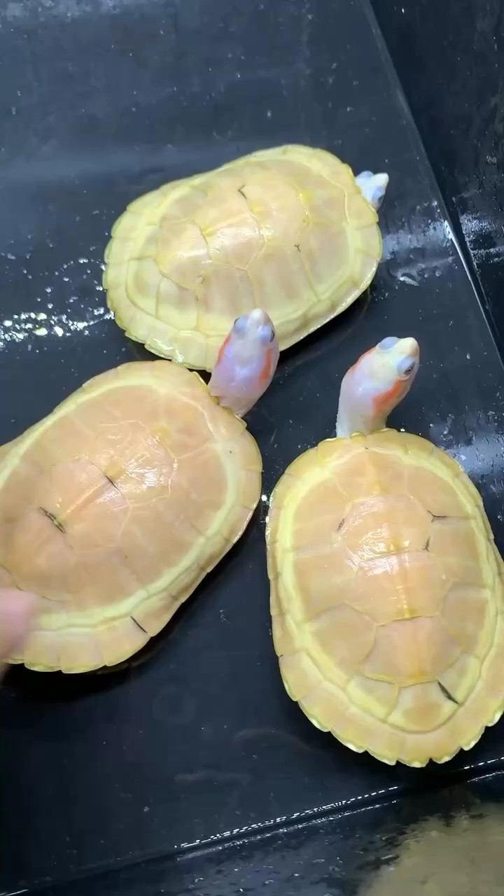 黃化果凍公，3個尾巴磨尾尖，不影響留種，