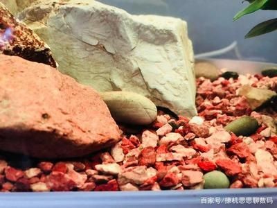 生態(tài)魚缸水泵安裝方法（生態(tài)魚缸水泵安裝方法能夠確保魚類的健康和水質(zhì)的清潔）