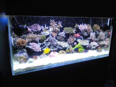 生態(tài)魚缸水泵安裝方法（生態(tài)魚缸水泵安裝方法能夠確保魚類的健康和水質(zhì)的清潔）