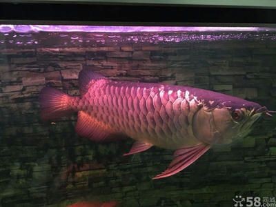龍魚(yú)正常水溫多少度適宜釣：龍魚(yú)生長(zhǎng)的適宜水溫是多少？